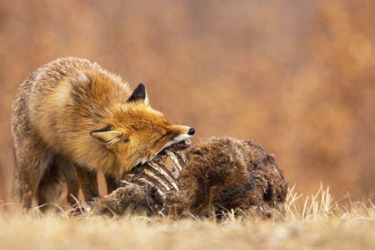 What Do Foxes Eat? (The Fox Diet, Prey & Favorite Foods)