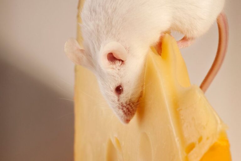 What Do Rats Eat? Wild Vs. Pet Rat Diet & Healthy Foods