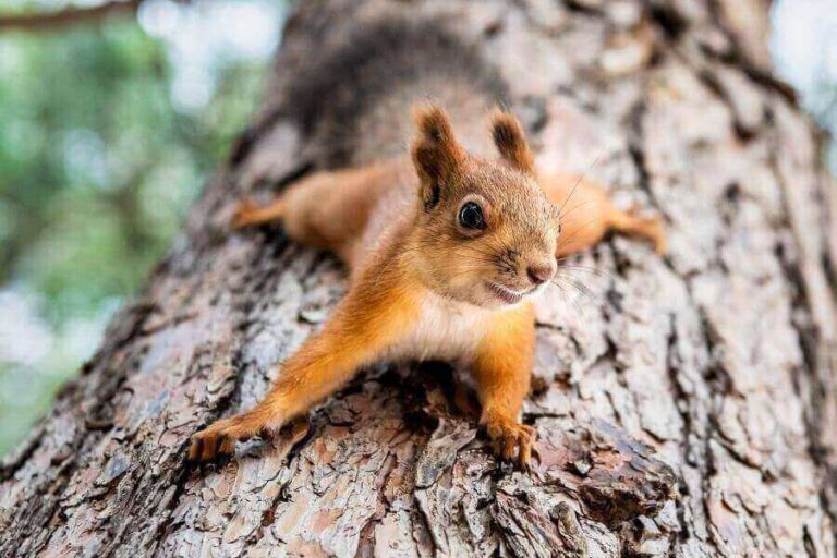 Are Squirrels Dangerous? (How To Protect Yourself)