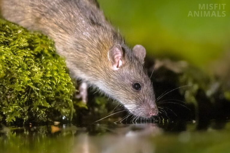 What Smells Do Rats Hate? (11 Rat Repelling Scents)