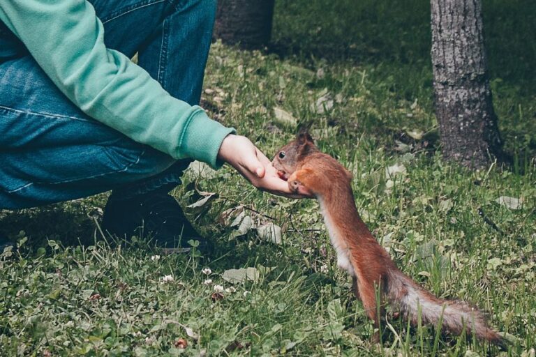 Can You Have A Squirrel As A Pet? (Are They Domesticated?)