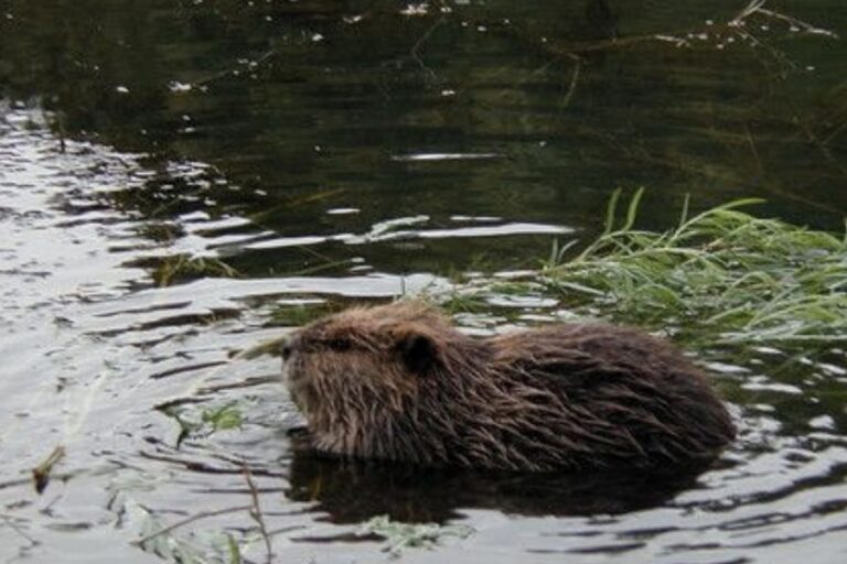 Are Beavers Nocturnal? (Beavers’ Sleep & Activity Patterns)