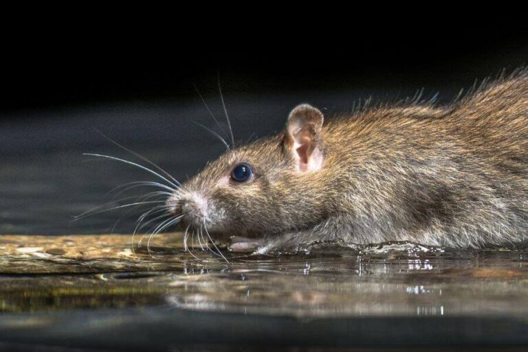 What Smells Do Rats Hate? (11 Rat Repelling Scents)