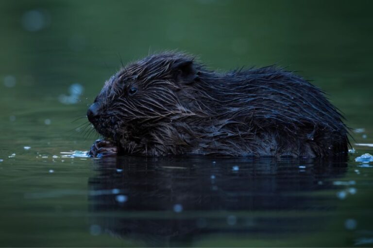 Beaver Lifespan How Long Do Beavers Live? Misfit Animals