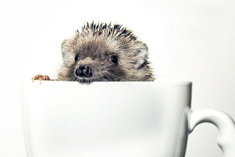 Do Hedgehogs Hibernate? (Signs Of Hibernation Vs. Sickness)
