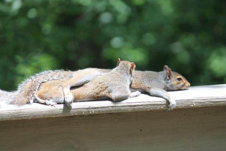 How And Where Do Squirrels Sleep? (Squirrel Sleeping Habits)