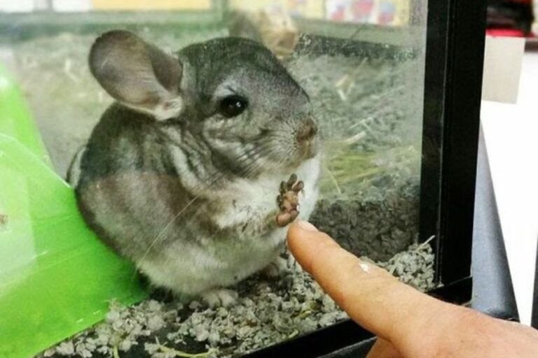 Best Chinchilla Bedding Options 6 Types & Why They Are Good