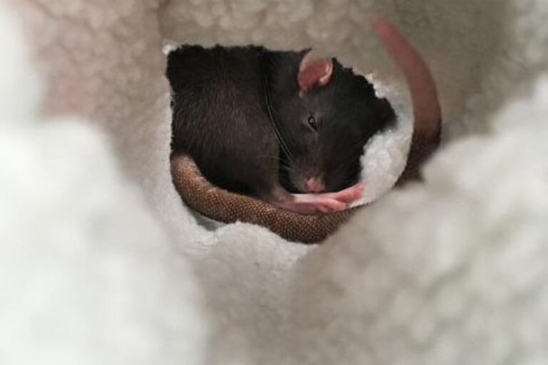 Do Rats Sleep? (How, Where, And How Long They Sleep)