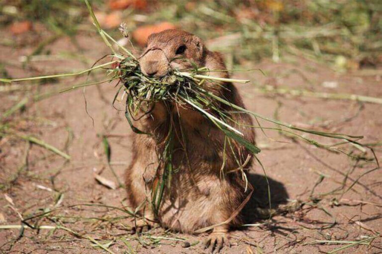 Woodchuck Vs. Beaver The 7 Main Differences