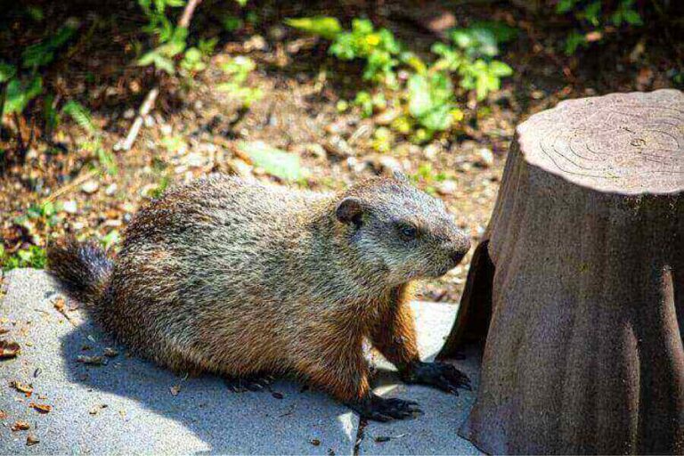 Woodchuck Vs. Beaver The 7 Main Differences