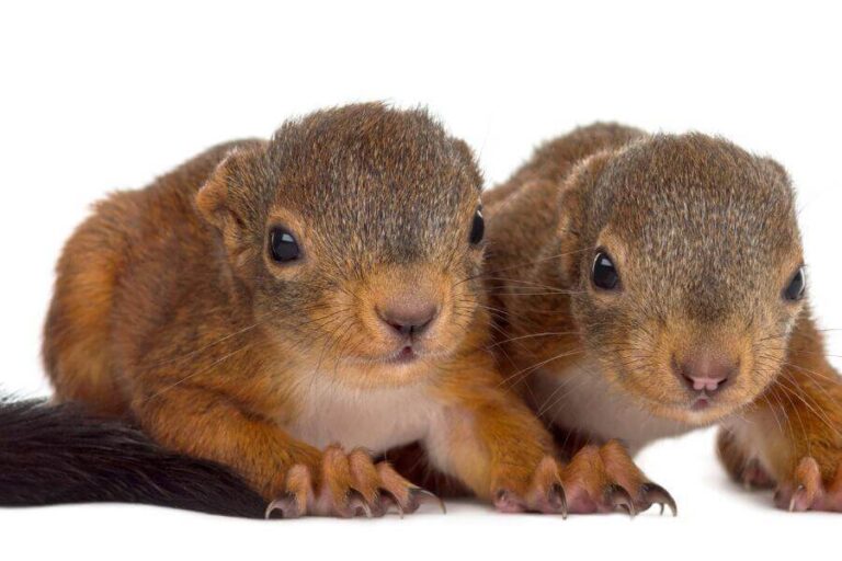 Baby Squirrels Facts Pictures How To Help Them