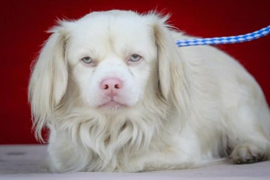 Tesori Dell' Caroline Federa Cuscino Standard - King Charles Spaniel Halloween - Morbida E Traspirante - Multicolore