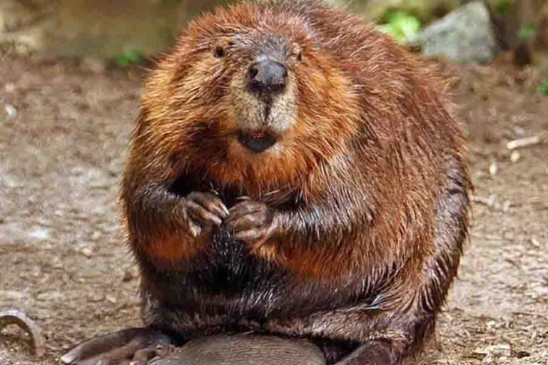 Types Of Beavers How Many Species Of Beavers Are There?