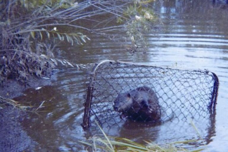 How To Trap A Beaver (9 EasyToFollow Beaver Traps)