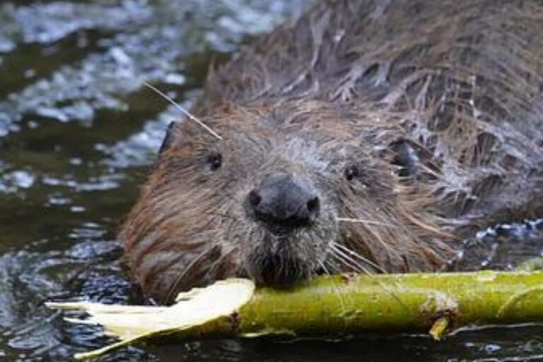 How To Trap A Beaver (9 EasyToFollow Beaver Traps)