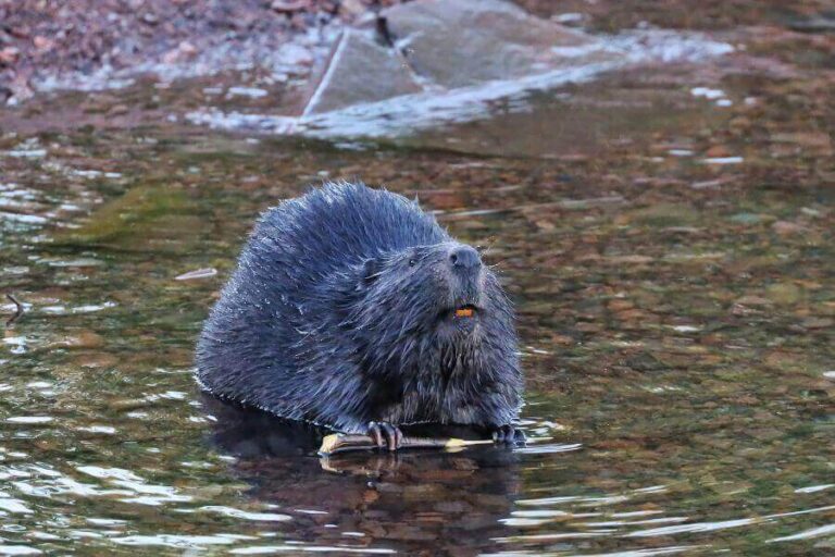 Beaver Habitat Where Do Beavers Live In The World?