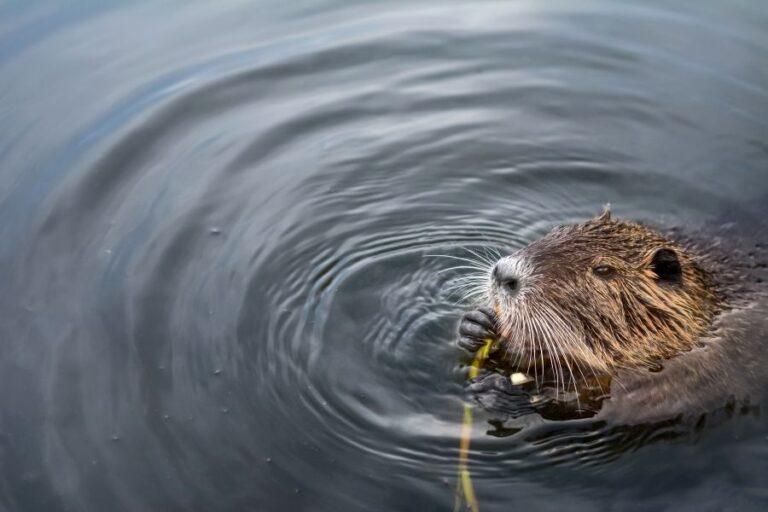 Beaver Habitat Where Do Beavers Live In The World?