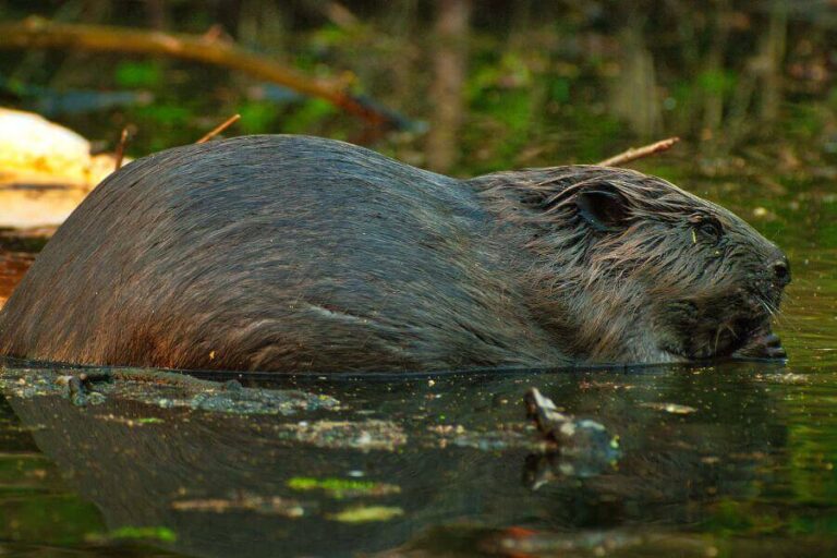Beaver Habitat Where Do Beavers Live In The World?