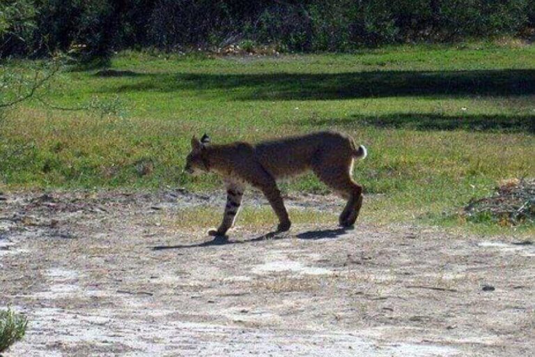 Do Bobcats Have Tails & Can They Be Long? Misfit Animals