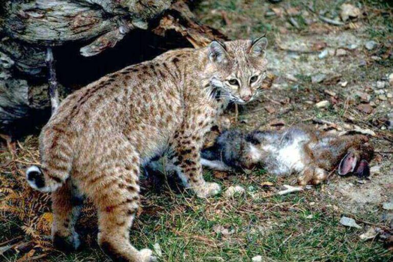 Do Bobcats Have Tails & Can They Be Long? Misfit Animals
