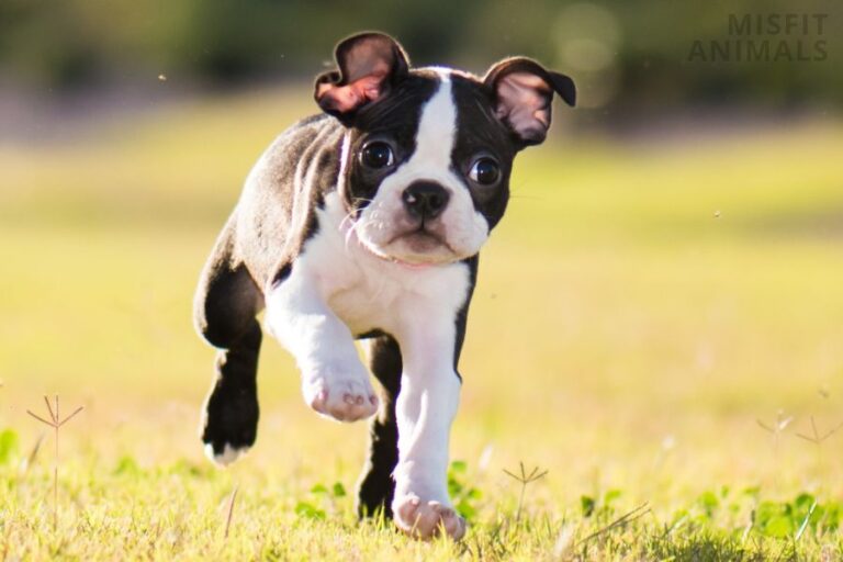 Boston Terrier Growth Height, Weight, And Growth Chart