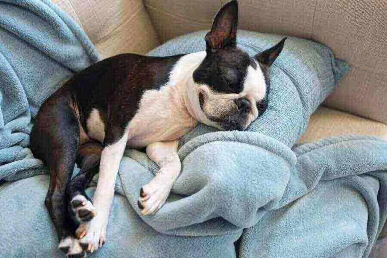 Boston Terrier Lifespan How Long Do Boston Terriers Live?