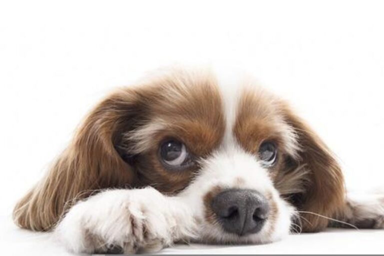 Cavalier King Charles Spaniel Shedding & How To Control It