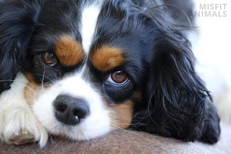 Cavalier King Charles Spaniel Shedding & How To Control It