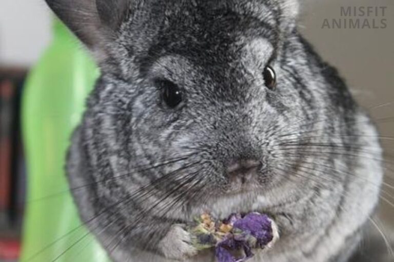 Chinchilla Teeth Size, Growth, Care, And Vital Information
