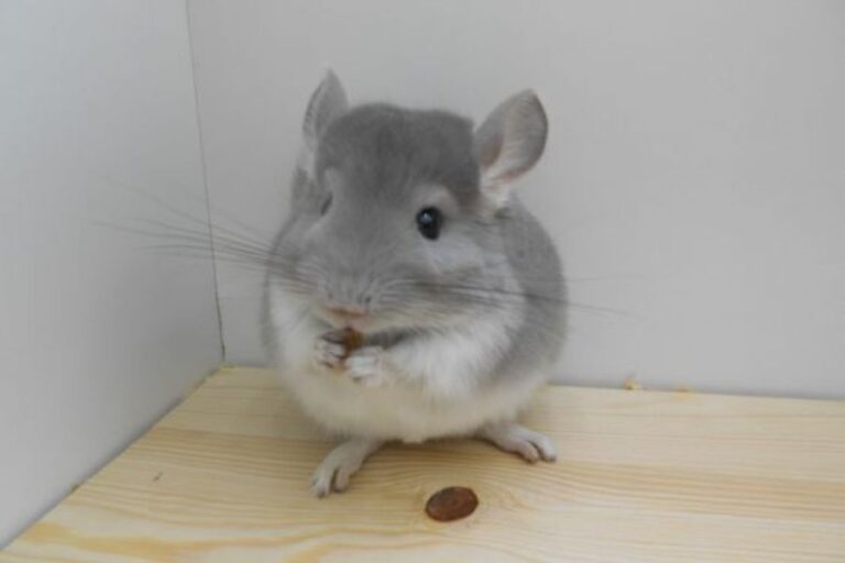 Chinchilla Teeth Size, Growth, Care, And Vital Information