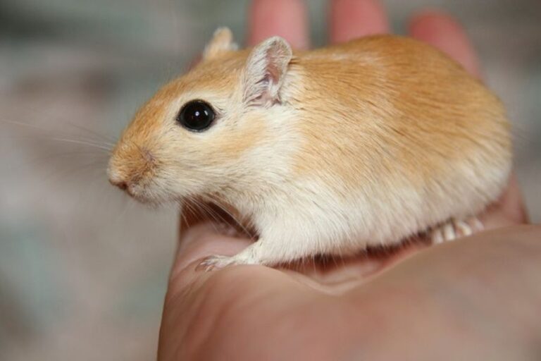 Gerbil Price How Much Does A Gerbil Cost? (Purchase & Care)