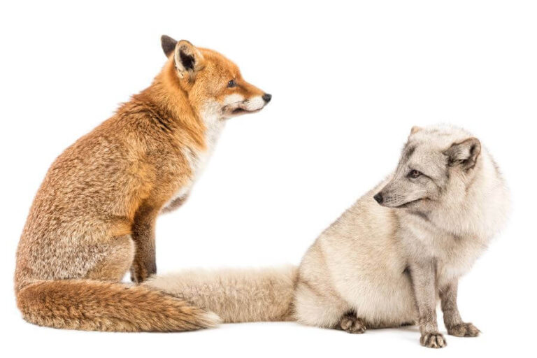 Fox Vs. Coyote Key Differences Explained Misfit Animals