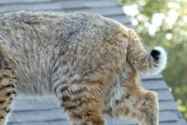 do-bobcats-have-tails-can-they-be-long-misfit-animals