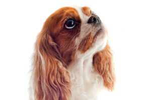 Cavalier King Charles Spaniel Shedding & How To Control It