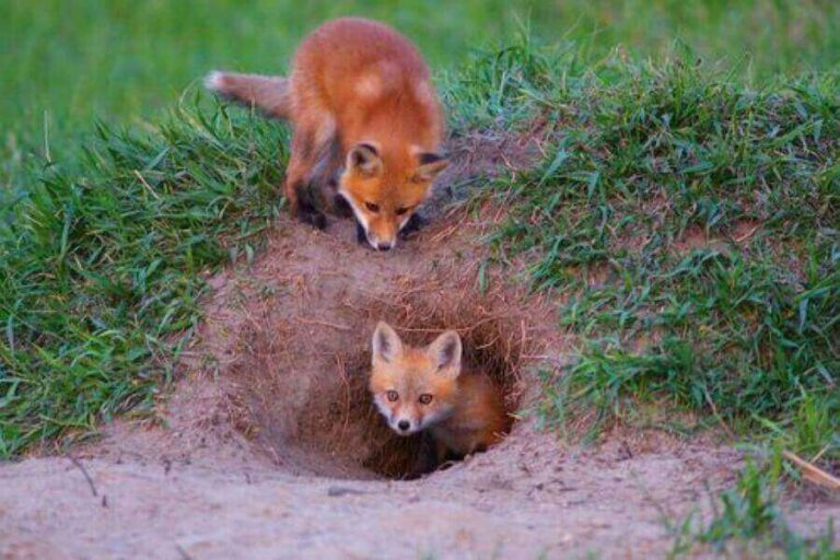 Fox Dens What Do They Look Like? Misfit Animals