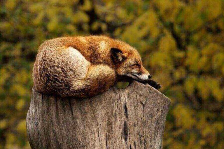 How & Where Do Foxes Sleep? All About Fox Sleeping Behavior