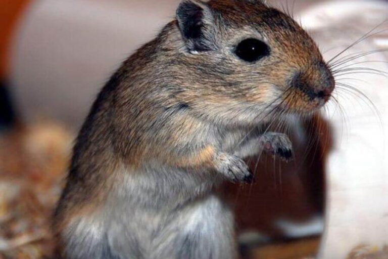 Male Vs. Female Gerbils Which Is The Better Pet?