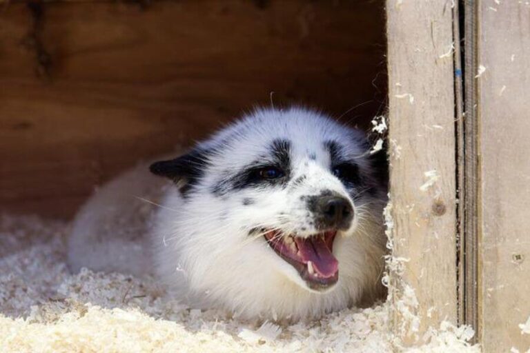 Pet Fox Price How Much Does A Fox Cost? Misfit Animals