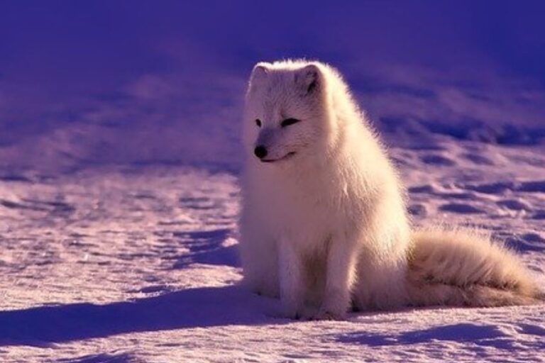 Fox Habitat Where Do Foxes Live In The World?