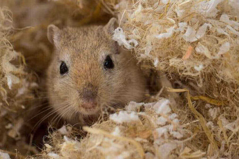 What Do Gerbils Eat? Complete Guide To The Gerbil Diet