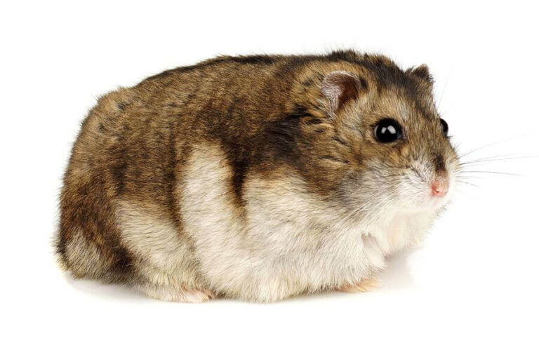 Gerbil Vs. Hamster Differences Explained (Which Is Best?)