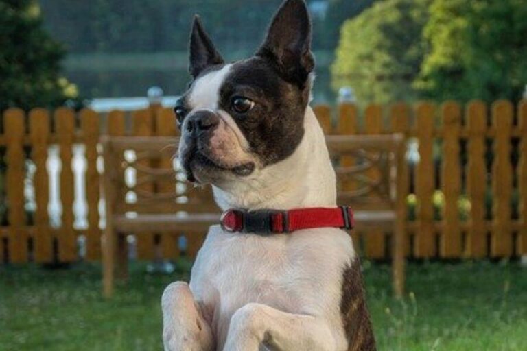 Boston Terrier Size Height, Weight, & Growth Chart