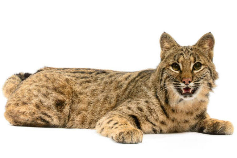 Bobcat Size Comparison How Big Are Bobcats Really?