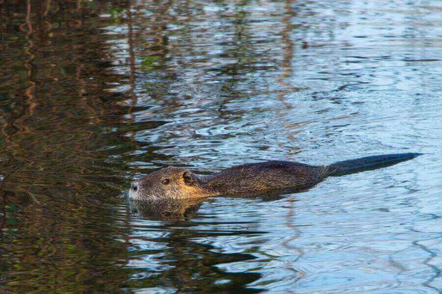 Beaver Swimming Facts: Can They Swim & How?