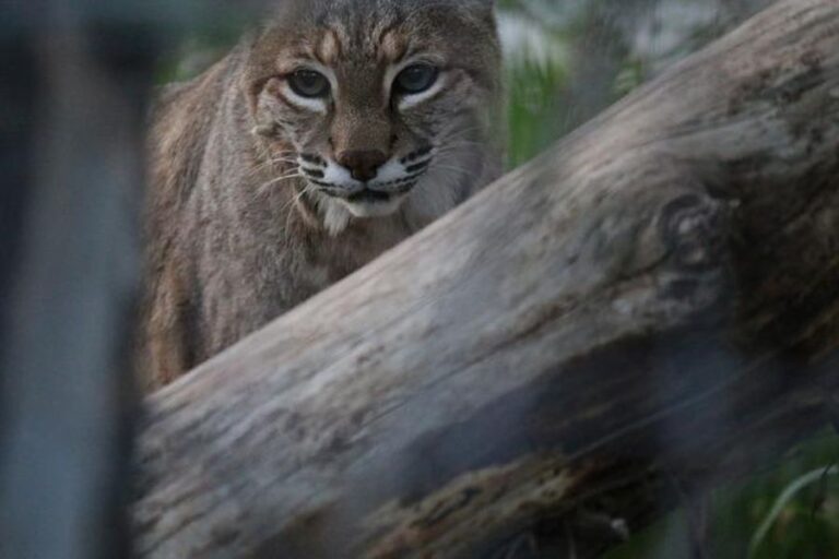 Bobcat Lifespan How Long Do Bobcats Live? (Wild Vs. Zoos)