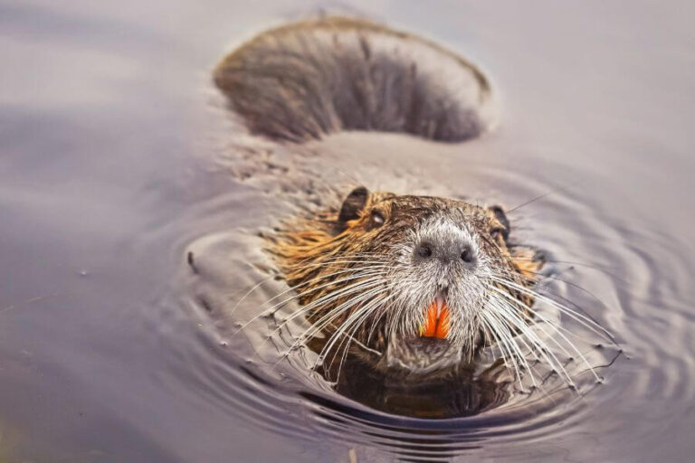Beaver Swimming Facts Can They Swim & How?