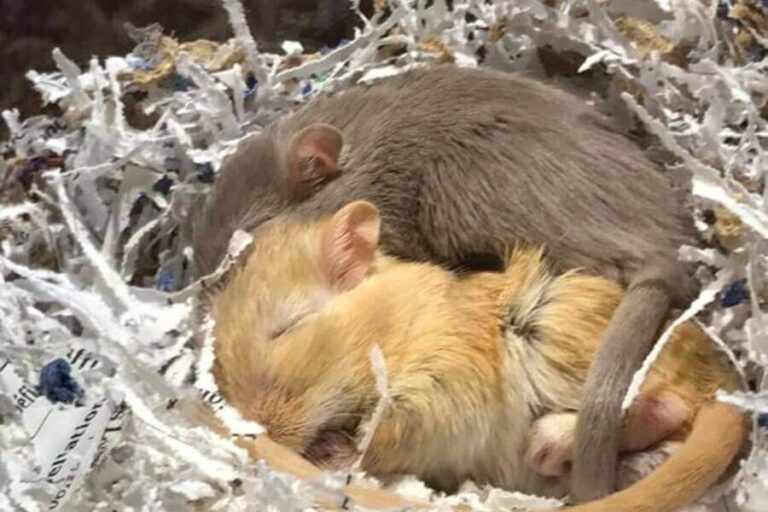 Baby Gerbil What They’re Called & Care Guide