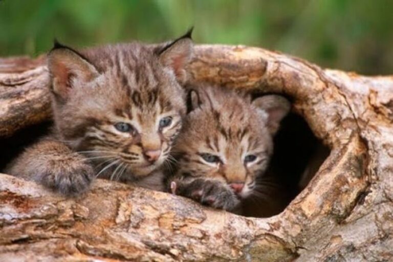 Baby Bobcat Facts What They re Called Pictures