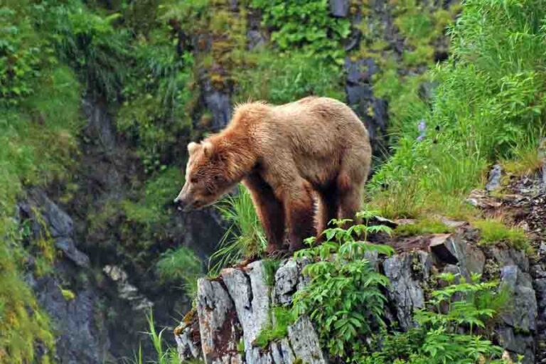 Strongest Bear Species Ranked By Power & Bite Force