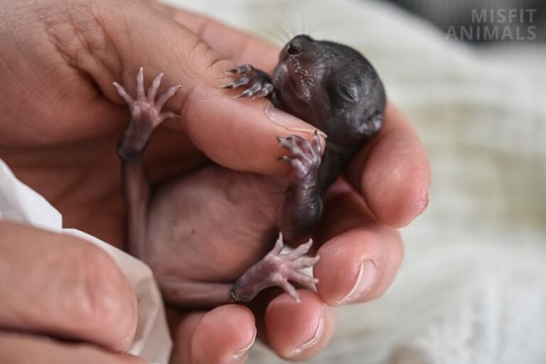 Newborn Squirrel Vs. Rat 5 Ways To Tell The Difference
